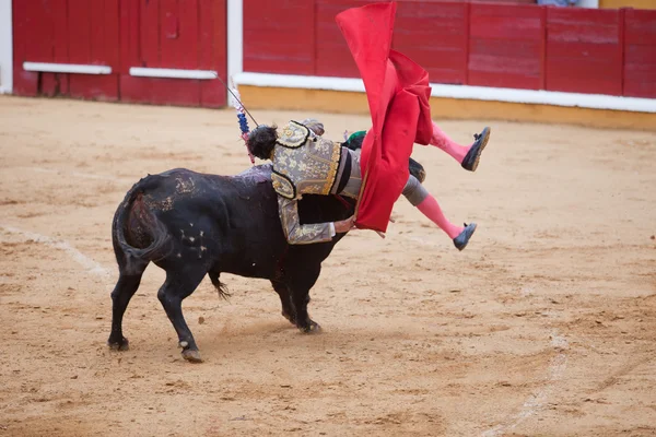 Stierenvechter tuimelen — Stockfoto