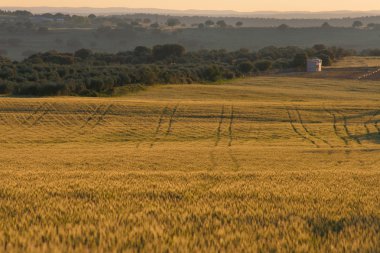 tahıllar ve dehesa satırlarında