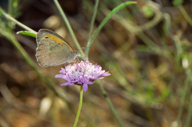 Papatya çiçek kelebek