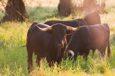 Fighting Bulls breed free-range clipart