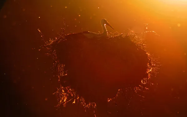 Čapí hnízdo v západu slunce — Stock fotografie