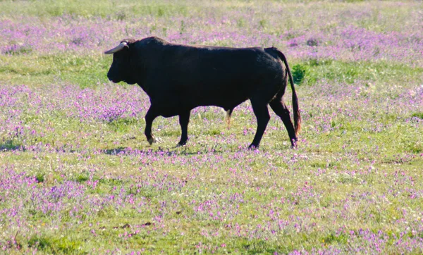 Fighting Bulls breed free-range — Stock Photo, Image