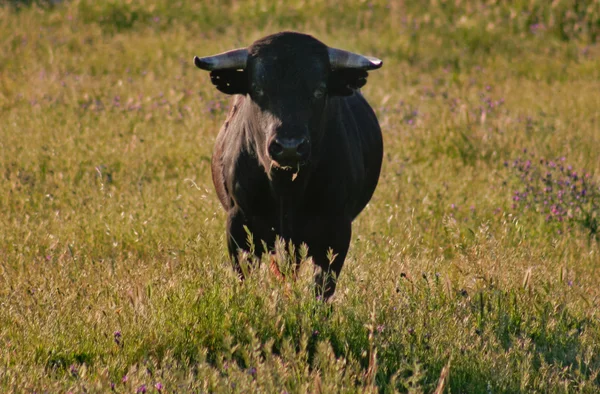 戦い雄牛を放し飼い飼育します。 — ストック写真