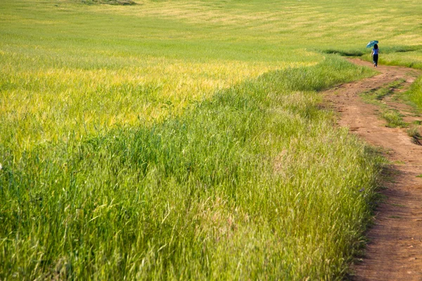 Caminando a través de encinas y campos de trigo verde — Foto de Stock