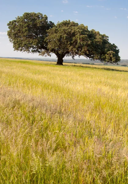 Dehesa paisaje — Foto de Stock