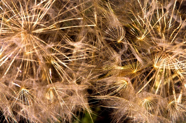 Common dandelion background — Stock Photo, Image