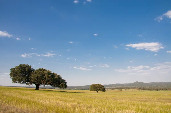 Dehesa paisaje — Foto de Stock