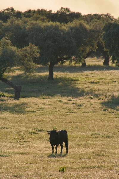 싸우는 황소를 방목 사육 — 스톡 사진