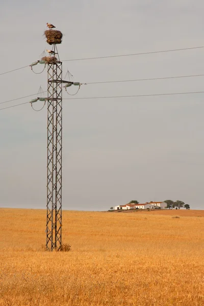 Pylons cheios de ninhos de cegonha — Fotografia de Stock