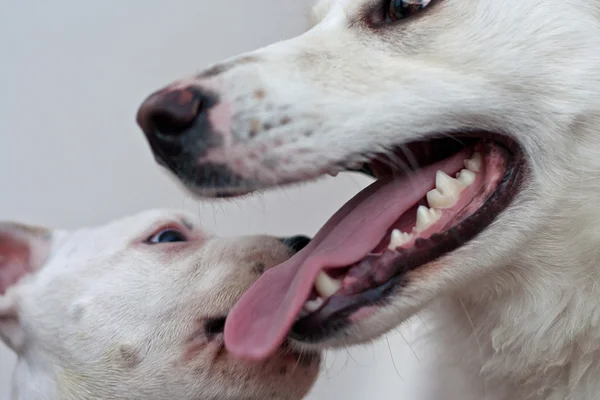 Hundehalterung — Stockfoto