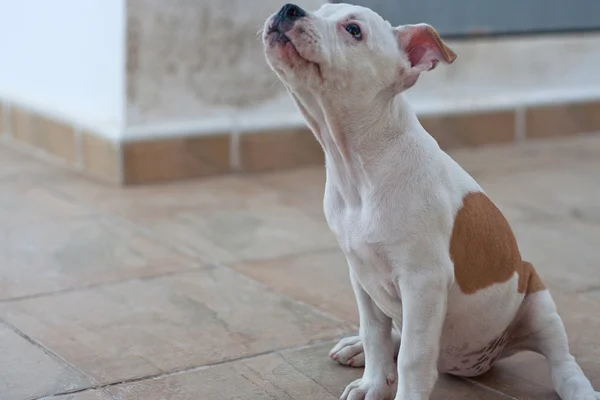 Cute white puppy — Stock Photo, Image