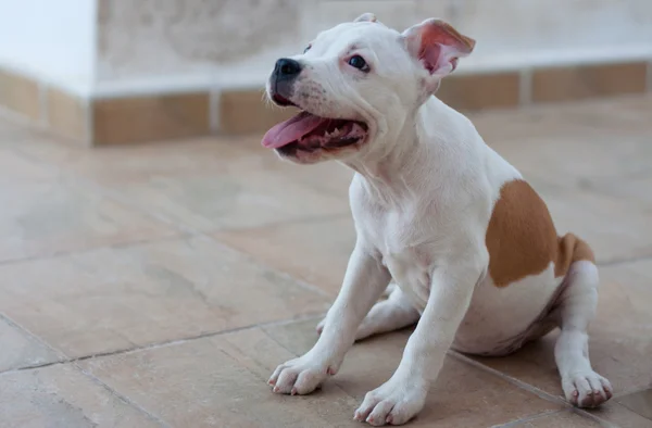 Lindo cachorro blanco — Foto de Stock