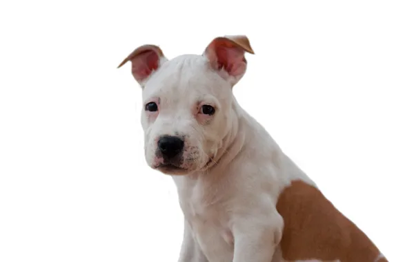 Cute white puppy — Stock Photo, Image