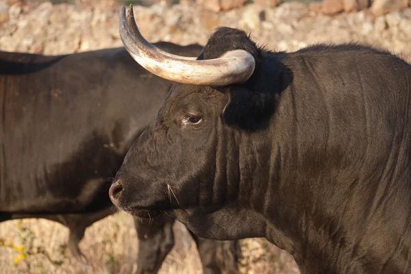 Profil för unga kämpar bull. avel — Stockfoto