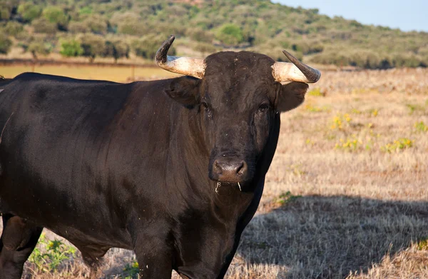 Młody byk czarny — Zdjęcie stockowe
