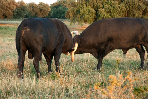 Stieren botst — Stockfoto