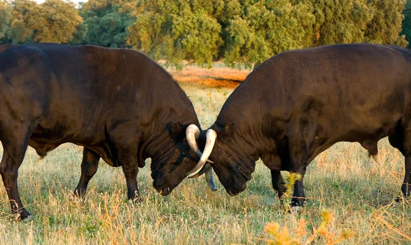 Stieren botsende hoorns — Stockfoto