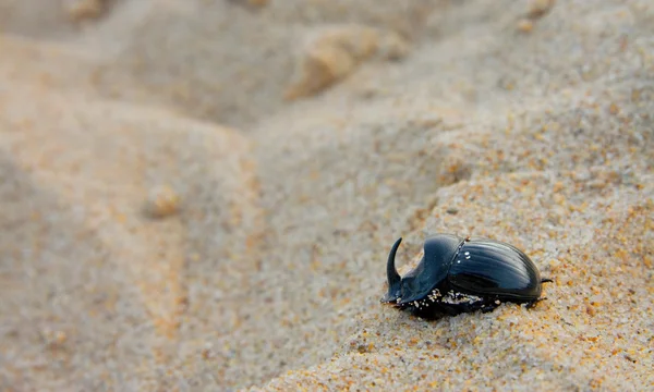 Coléoptères rhinocéros sur le sable — Photo