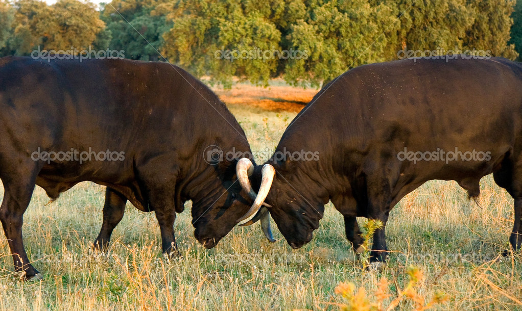 Bulls clashing horns — Stock Photo © Juan_G_Aunion 49363777