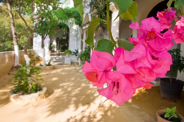 Jardins du palais Medina Sidonia — Photo