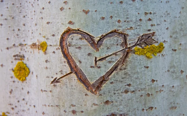 Árbol de abedul con corazón tallado —  Fotos de Stock