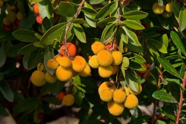 Ramas de arbuto —  Fotos de Stock