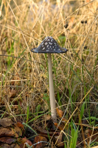 Cogumelo no chão da floresta, Extremadura — Fotografia de Stock