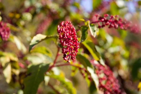 Rode bloem in Valencia de Alcantara — Stockfoto