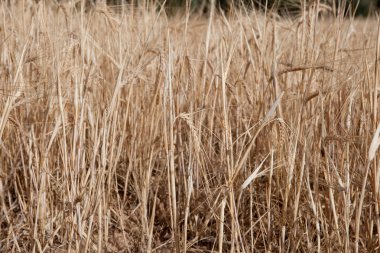 Alcarria cereal fields