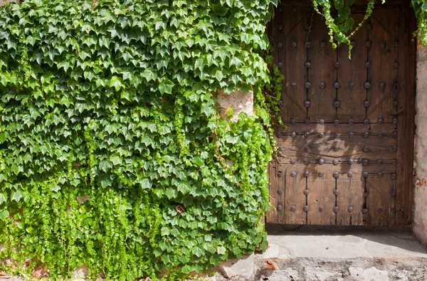 Porta in legno e edera — Foto Stock