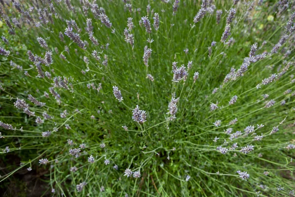 Planta lavanda — Foto de Stock