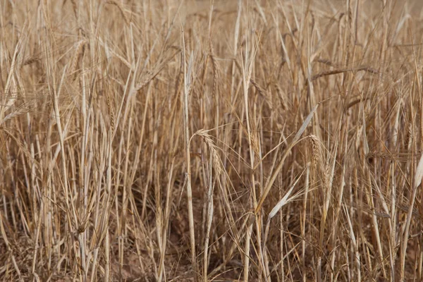 Campos de cereales de Alcarria — Foto de Stock