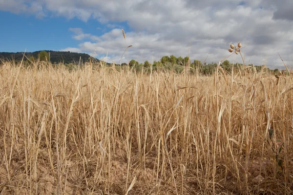 Alcarria cereal fields — Stock fotografie