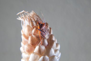 portakal carpocoris fuscispinus