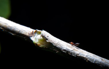Karıncalar bir sarmaşık dalı tırmanma