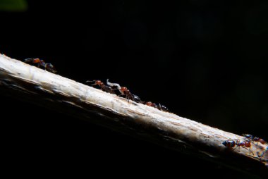 Karıncalar bir sarmaşık dalı tırmanma