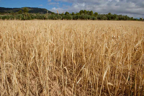 Alcarria cereal fields — Stockfoto