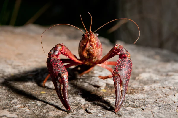 Écrevisse marécageuse rouge — Photo