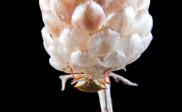 Portakal carpocoris fuscispinus — Stok fotoğraf