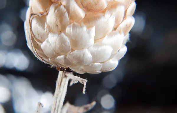 Karıncalar Crematogaster scutellaris — Stok fotoğraf