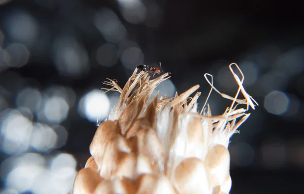 Karıncalar Crematogaster scutellaris — Stok fotoğraf