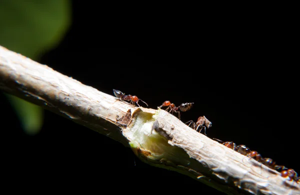 Karıncalar bir sarmaşık dalı tırmanma — Stok fotoğraf