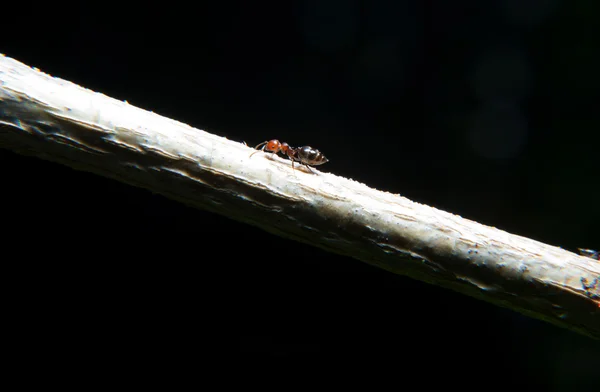 Ants climbing an ivy branch — Stock Photo, Image