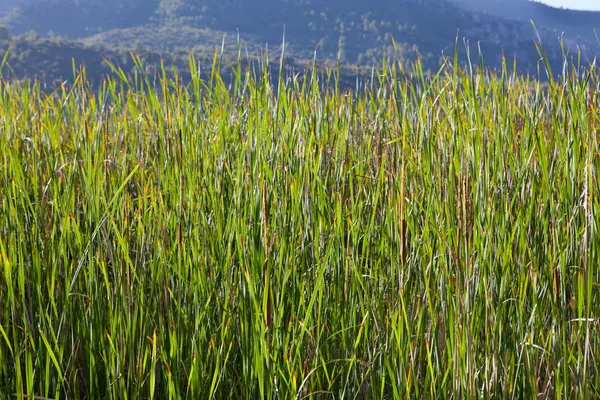 Bulrush. — Fotografia de Stock