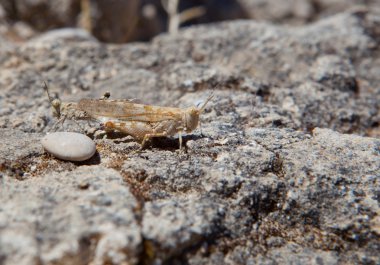 varitas de incienso colorido