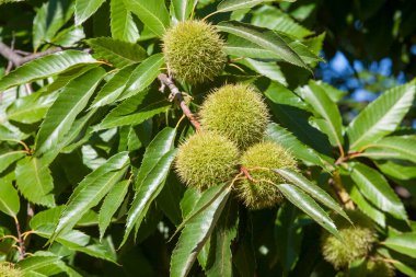 Sweet chestnut unripe fruits. Castanea sativa or Spanish chestnut tree at the end of the summer clipart