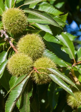 Tatlı kestane olgunlaşmamış meyveler. Yazın sonunda Castanea sativa ya da İspanyol kestane ağacı