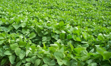 Gevora 'daki Soya Çiftliği, Vegas Bajas del Guadiana, İspanya. Genç yeşil bitkiler