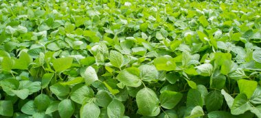 Gevora 'daki Soya Çiftliği, Vegas Bajas del Guadiana, İspanya. Genç yeşil bitkiler