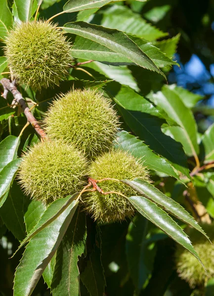 Sweet chestnut unripe fruits. Castanea sativa or Spanish chestnut tree at the end of the summer